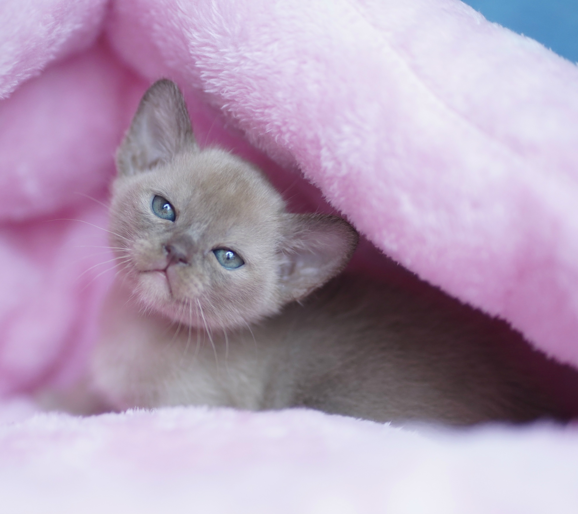 BURMESE Kittens burmese, европейская бурманскя